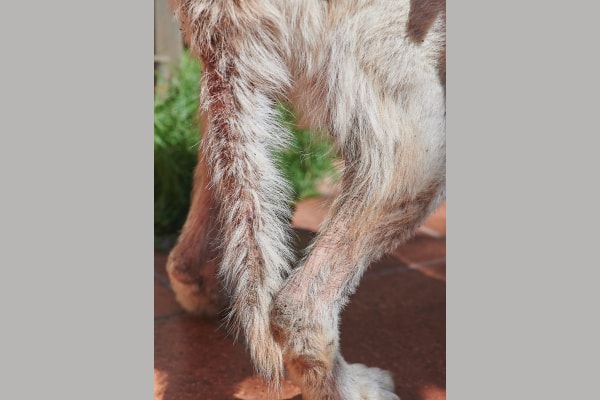 Dog's tail that has significant hair loss and crusting with redness