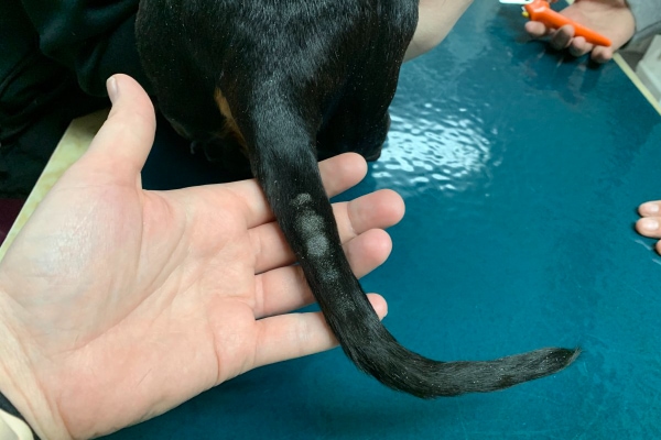Dachshund dog with hair loss on their tail