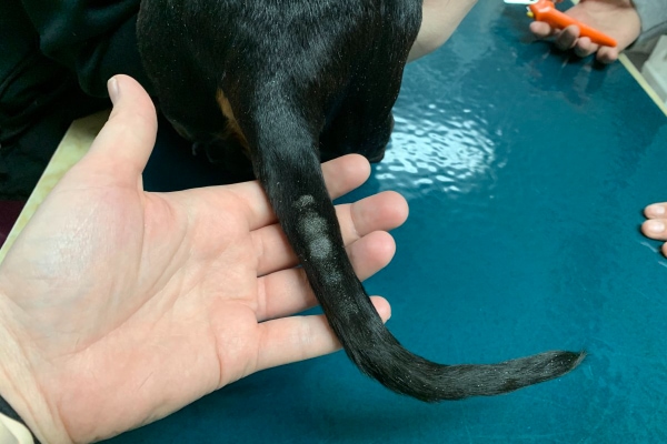 Golden retriever losing store hair on tail