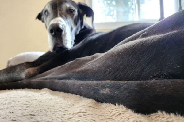 Great Dane dog with hair loss on her tail lying down on carpet