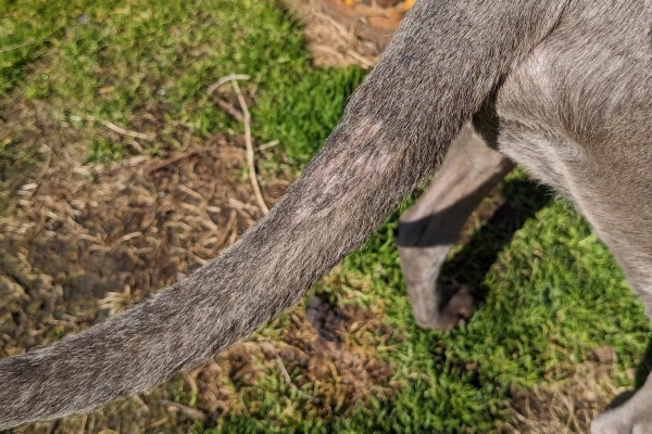 Close up of dog's tail, which has mild hair loss 