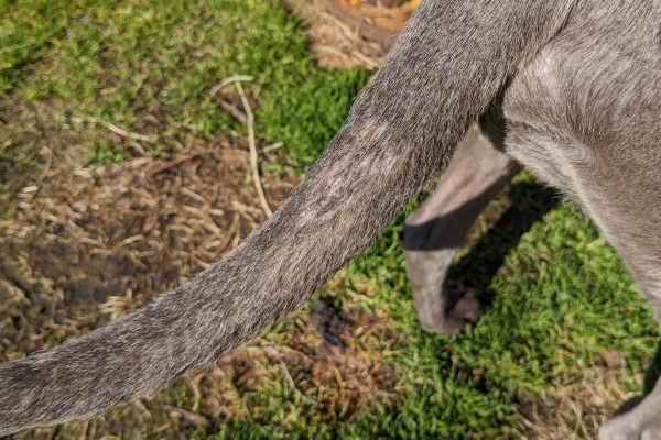 Dog missing hair sales on tail