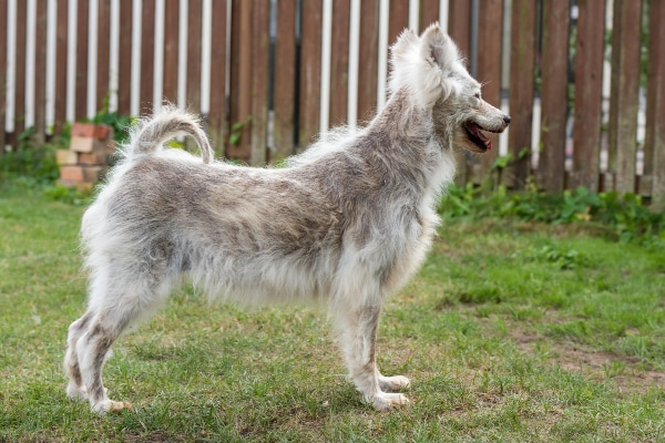 Samoyed dog with extreme hair loss on the tail and rest of body standing on green grass