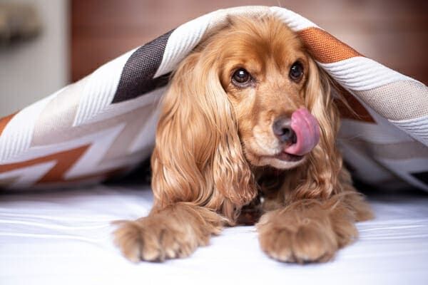 Cocker Spaniel licking nose under a bed blanket, photo