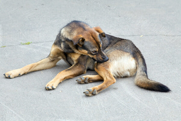 German Shepherd mix chewing at his hind leg, photo