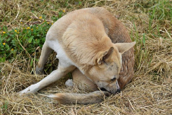 Husky mix fervently biting at his tail from fleas, photo