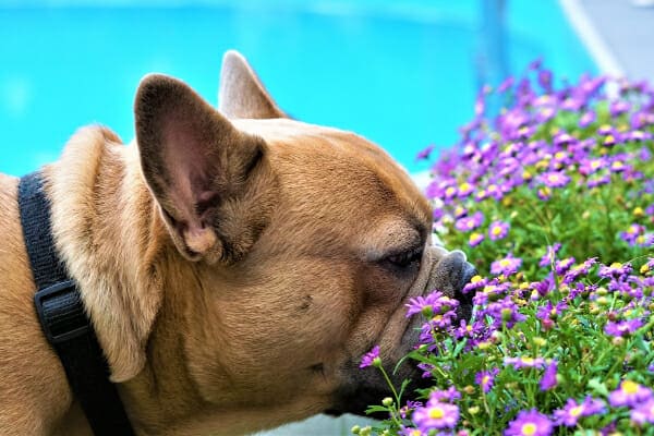 A French Bulldog sniffing some small purple flowers, photos