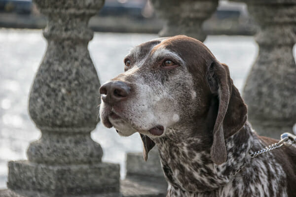 Senior German Shorthair Pointer on a walk by the water, photo