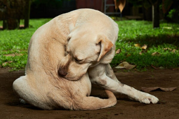 Yellow Lab reaching behind to chew and lick at the base of his tail, photo