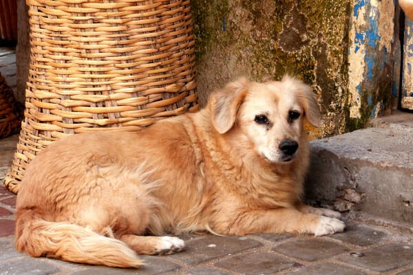 Senior Spaniel Mix dog lying outside on the patio, photo