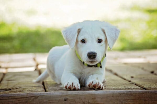 Labrador puppy lying on the deck, photo