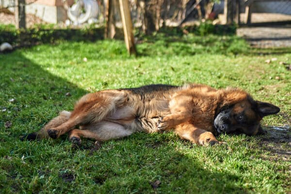 German Shepherd dog rolling in the grass, photo