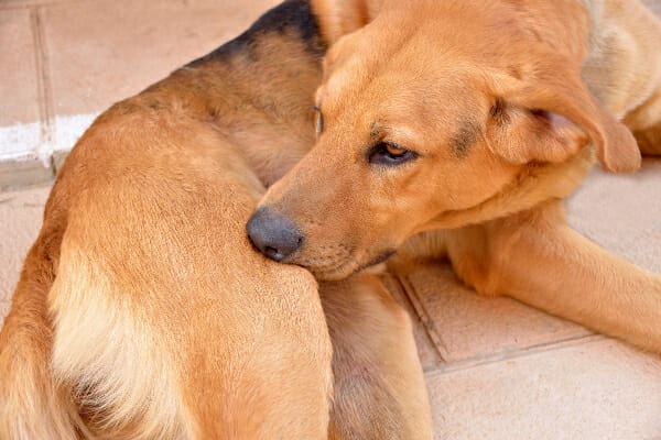Shepherd mix dog chewing at his hind leg, photo