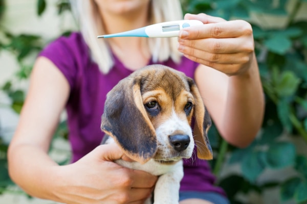 Dog parent looking at a thermometer before taking her dog's temperature