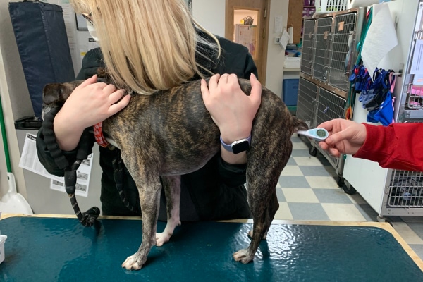 One person carefully holding a dog while the other person is holding the thermometer to take the dog's rectal temperature.