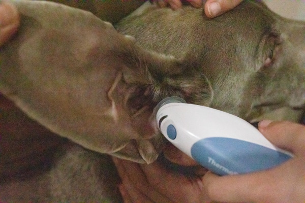 Dog having temperature taken with an ear thermometer