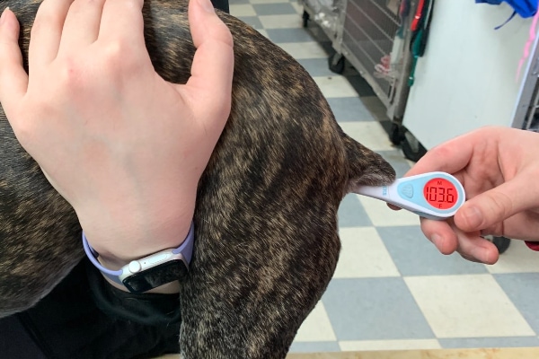 Close-up of a dog's hind end and a thermometer taking a rectal temperature with a reading of 103.6, which is a fever