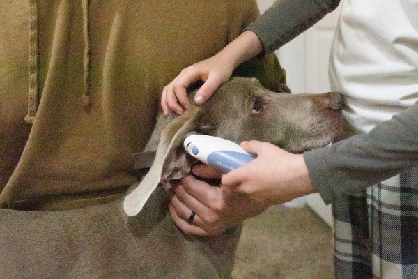 Dog parent taking a dog's temperature in the dog's ear using an an ear thermometer