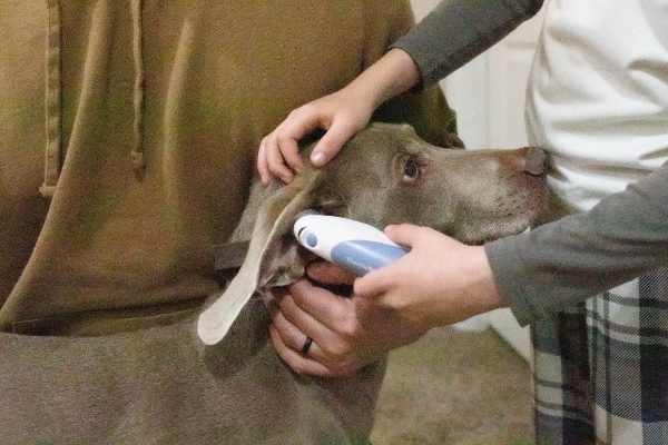 How to Take a Dog's Temperature with a Thermometer (Simple Method