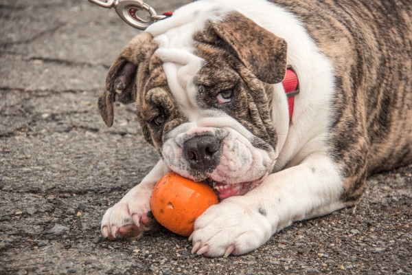 Bulldog gnawing on a small pumpkin