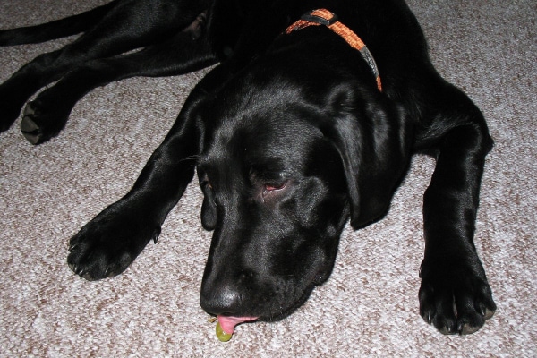 Dog licking at a green grape, which is a food that's not safe for dogs