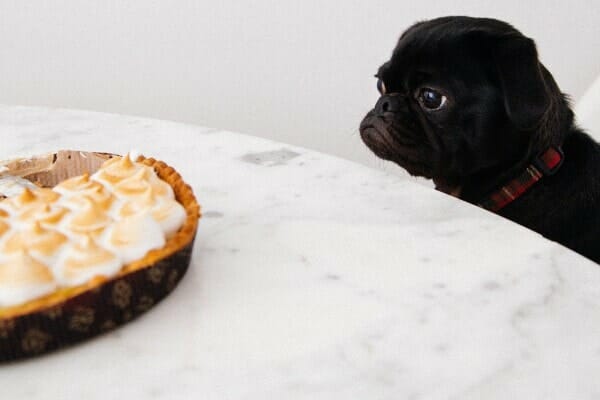 Dog looking at a Thanksgiving dessert laden with marshmallows