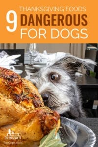 Dog looking at a Thanksgiving turkey and the title Thanksgiving Foods Dangerous for Dogs