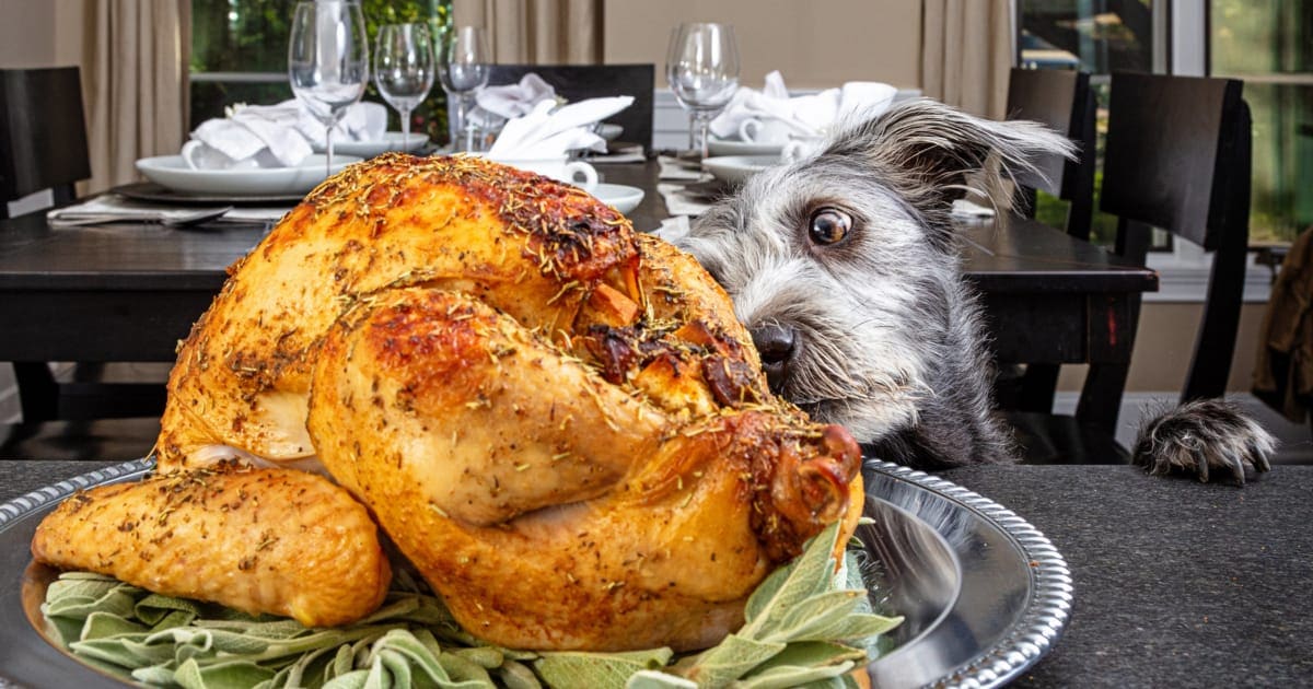 https://toegrips.com/wp-content/uploads/thanksgiving-foods-dangerous-to-dogs-turkey-fb.jpg