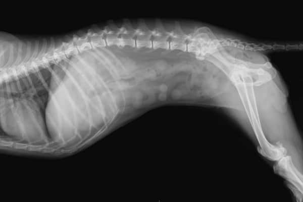 X-ray of a dog's spine, photo