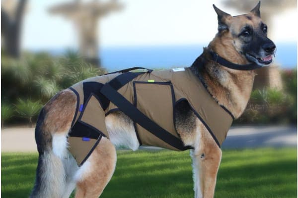 German Shepherd wearing a therapeutic garment as a treatment for hip dysplasia in dogs, photo 