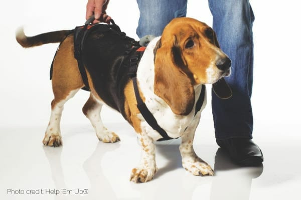 photo bassett hound wearing the help 'em up harness 