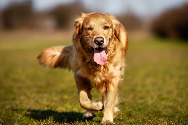 photo golden retriever dog walking outdoors
