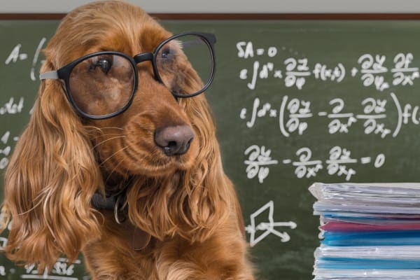 photo dog wearing glasses and chalkboard in background 