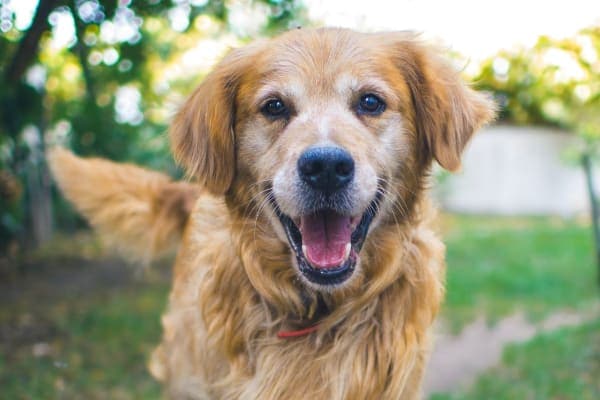 photo older dog smiling