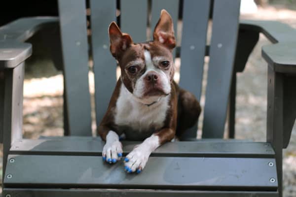 photo dog wearing ToeGrips® nail grips for dogs sitting on chair 