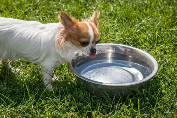 Long haired Chihuahua drinks from a water dish in the grass, photo