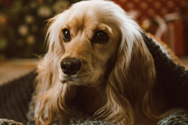 Spaniel under a green blanket, photo