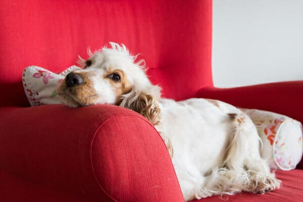 Spaniel laying on a red couch, photo