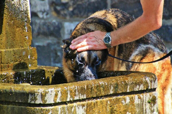 German Shepherd drinking out of an outdoor fountain, photo