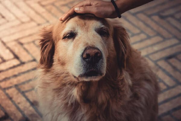 Senior Golden Retriever being pat on the head, photo