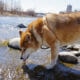 Shiba Inu drinking water from a creek