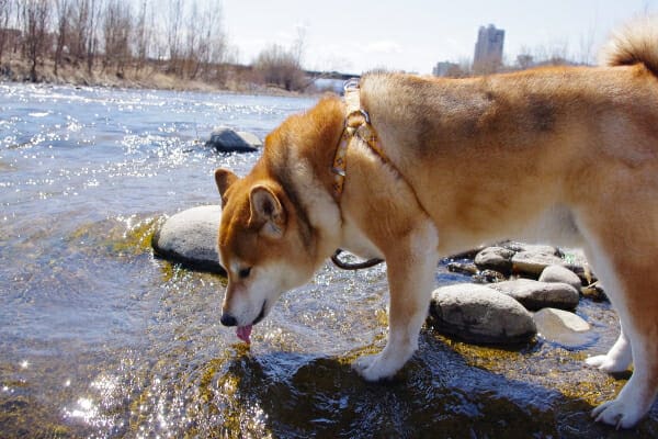 Shiba Inu drinking water from a creek