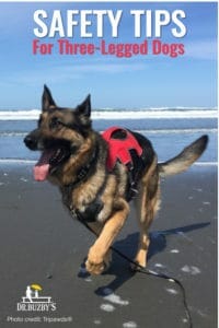 photo three legged german shepherd and title safety tips for three-legged dogs