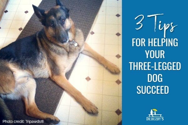 photo three legged german shepherd dog and title 3 tips for helping your three-legged dog