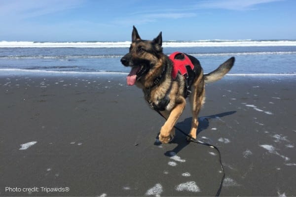 photo three legged dog running on beach