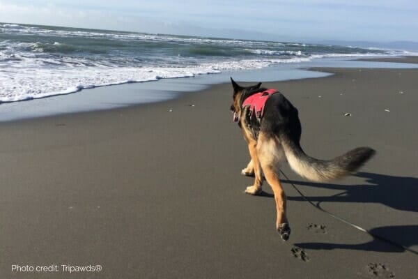 photo of three legged german shepherd dog walking on beach