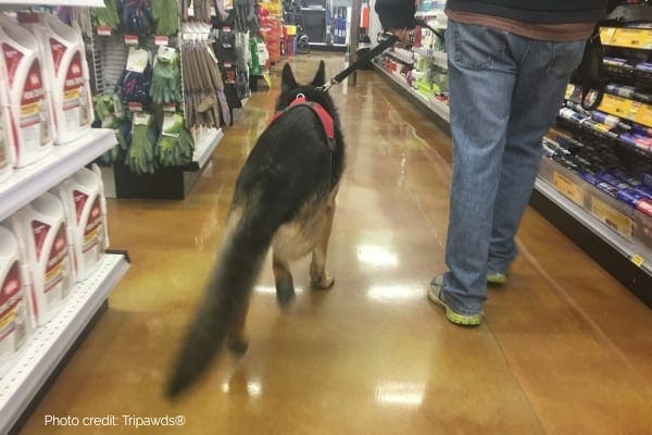 photo of three legged dog walking through pet store 