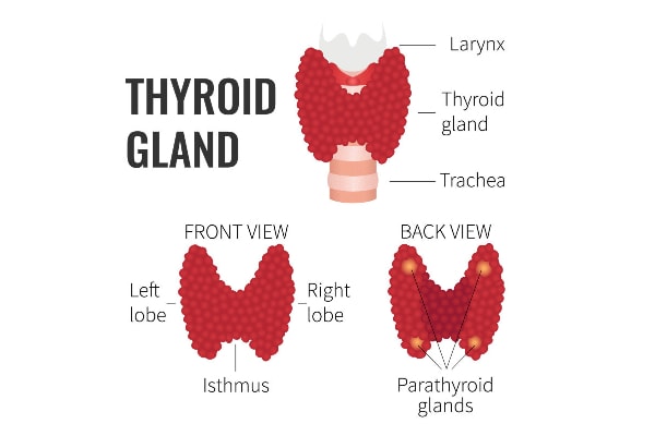 Diagram showing the anatomy of the thyroid gland.