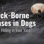 5 Tick-Borne Diseases in Dogs: Are They Hiding in Your Yard?