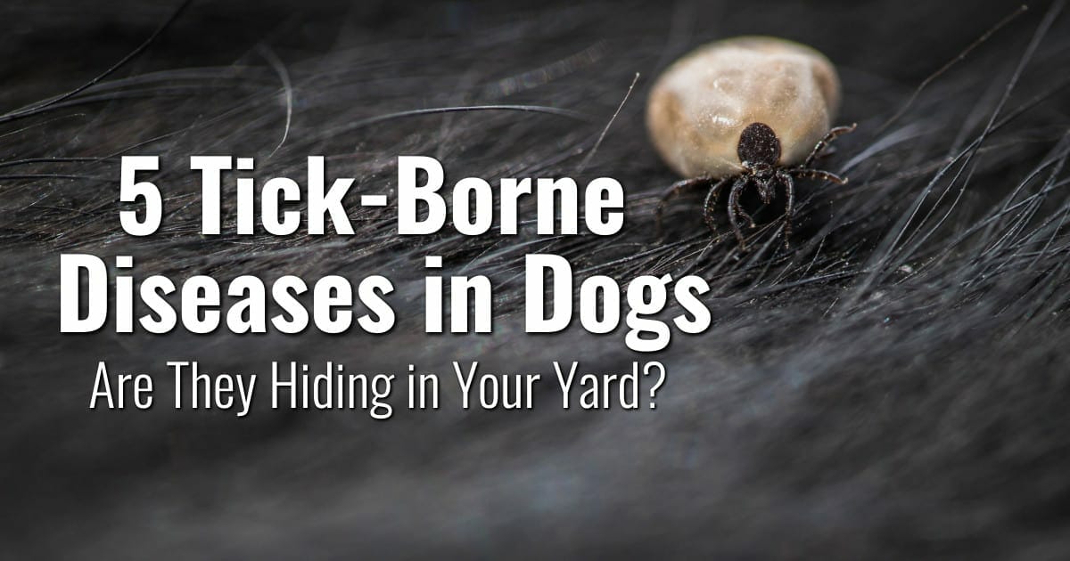 5 Tick-Borne Diseases in Dogs: Are They Hiding in Your Yard? - Dr ...